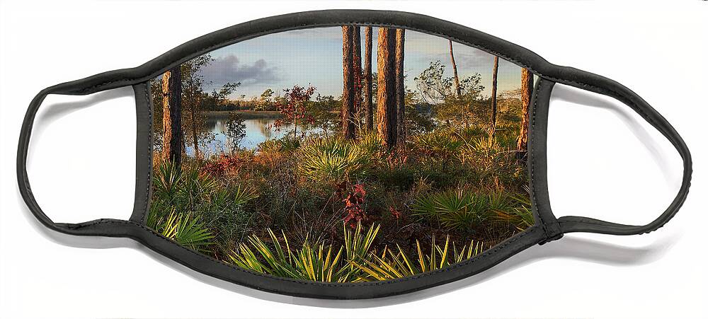 Tim Fitzharris Face Mask featuring the photograph Saw Palmetto And Longleaf Pine by Tim Fitzharris