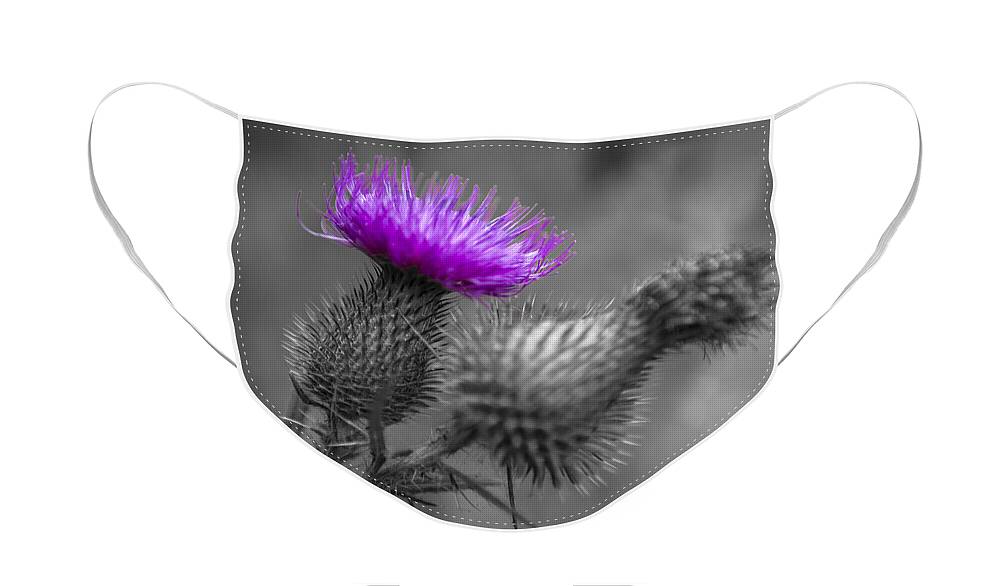 Thistle Face Mask featuring the photograph Scotland Calls 1 by Scott Campbell