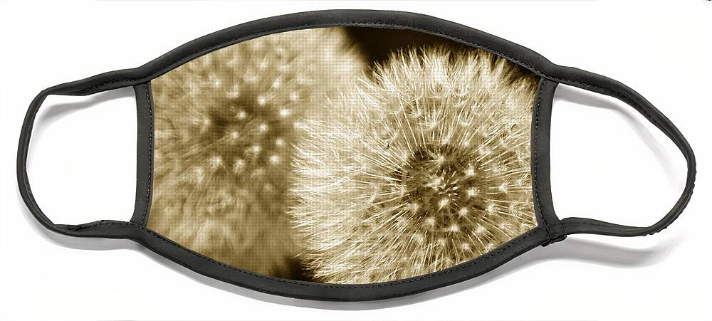 Dandelions Face Mask featuring the photograph Sepia Dandelions by Christina Rollo