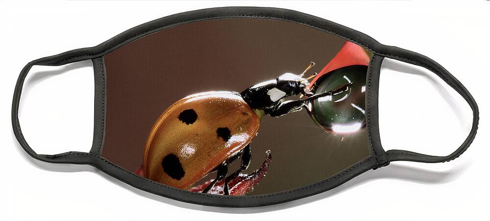 Nis Face Mask featuring the photograph Seven-spotted Ladybird Drinking by Jef Meul