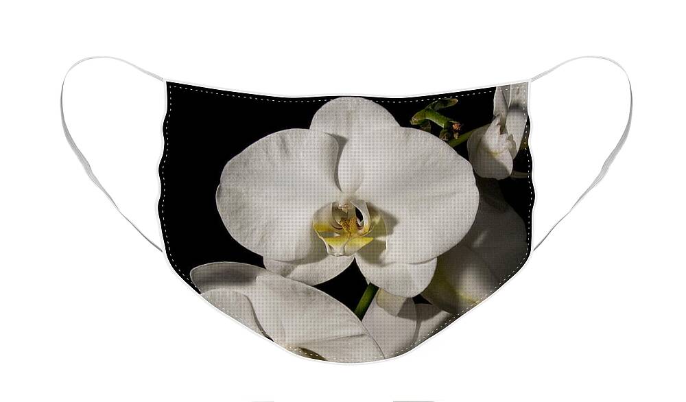 Moth Orchids Face Mask featuring the photograph Shadowy Orchids by Ron White