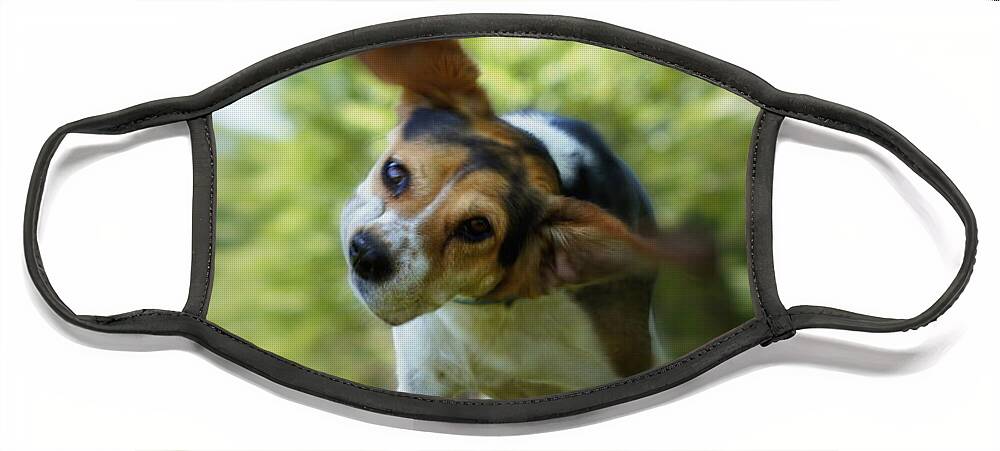 Beagle Face Mask featuring the photograph Shake Shake Shake by Cricket Hackmann