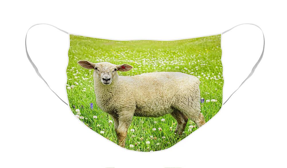 Sheep Face Mask featuring the photograph Sheep in summer meadow by Elena Elisseeva
