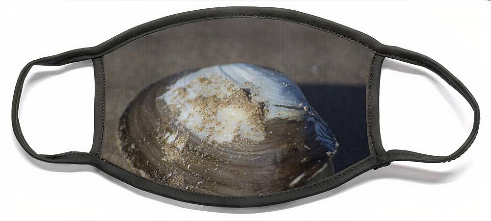 Sea Shell Face Mask featuring the photograph Shell or someone's dinner by Spikey Mouse Photography