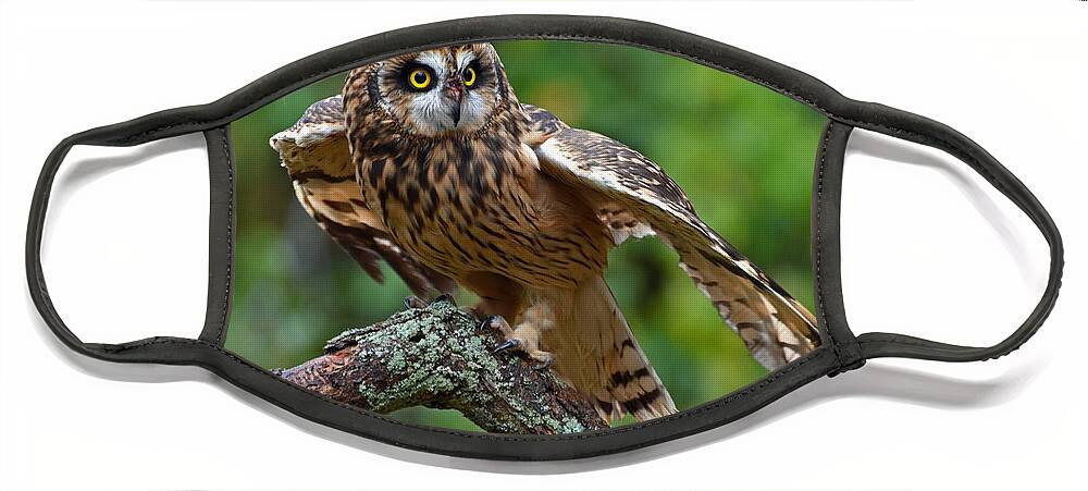 Bird Face Mask featuring the photograph Short Eared Owl by Rodney Campbell