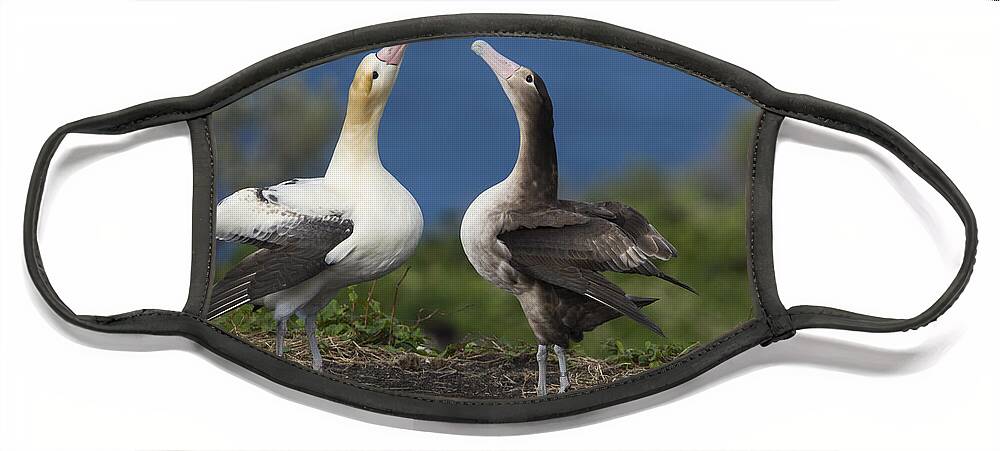 536841 Face Mask featuring the photograph Short-tailed Albatross Courting by Tui De Roy