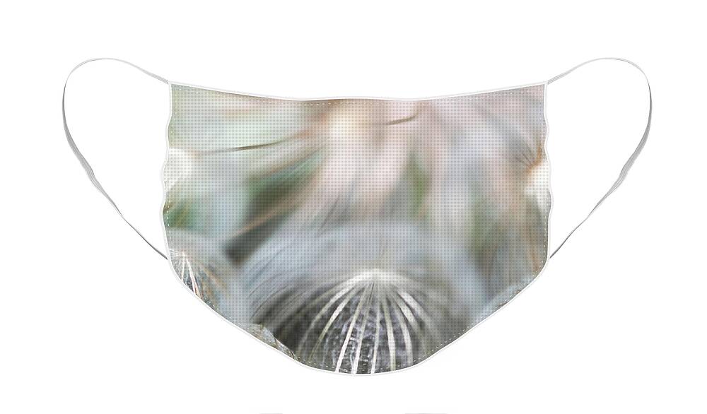 Wildflowers Face Mask featuring the photograph Silver Fire by Gwen Gibson