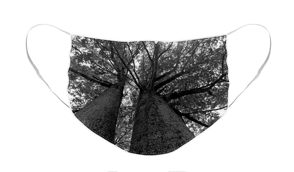 Trees Face Mask featuring the photograph Skyward by Jackson Pearson