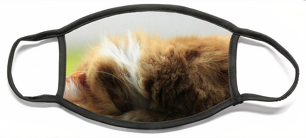 Cat Face Mask featuring the photograph Maine Coon Kitten Catnap by Valerie Collins