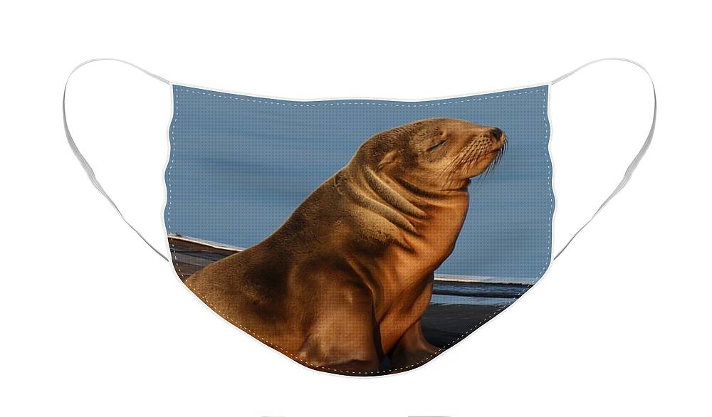 Wild Face Mask featuring the photograph Sleeping Wild Sea Lion Pup by Christy Pooschke