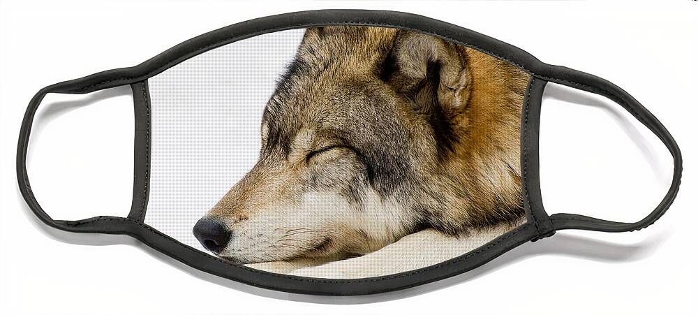Wolf Face Mask featuring the photograph Sleeping Wolf by Gary Slawsky