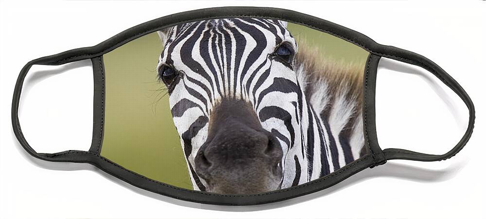 00784113 Face Mask featuring the photograph Smiling Burchells Zebra by Suzi Eszterhas