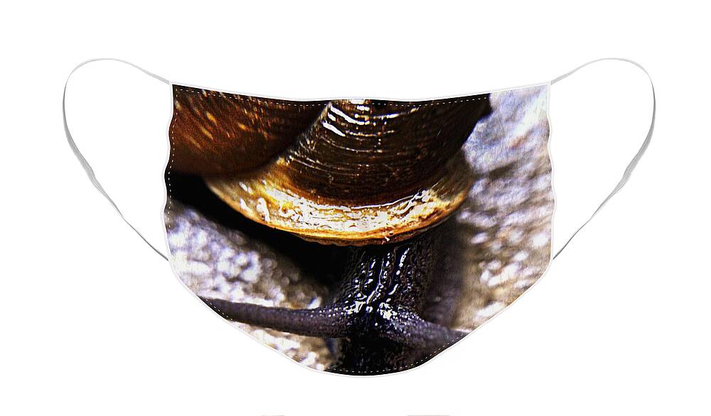 Macro Snail Face Mask featuring the photograph Snail Mail by Peggy Franz
