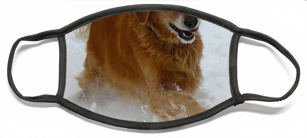 Dog Face Mask featuring the photograph Snow Day by Veronica Batterson