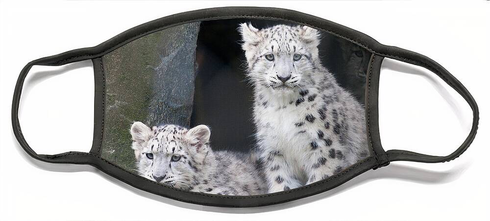 Animal Face Mask featuring the photograph Snow Leopard Cubs by Chris Boulton