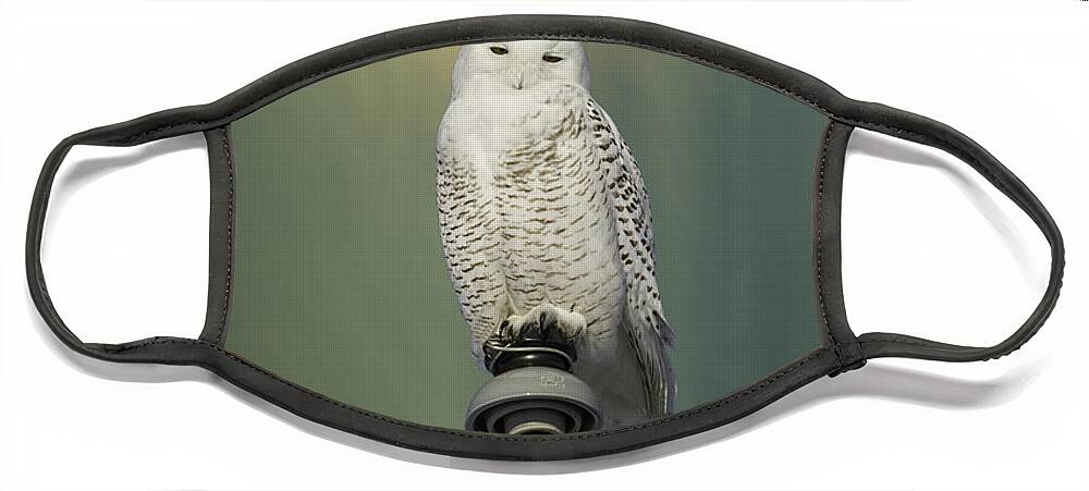 Snowy Owl (bubo Scandiacus) Face Mask featuring the photograph Snowy Owl And Aurora Borealis by Thomas Young