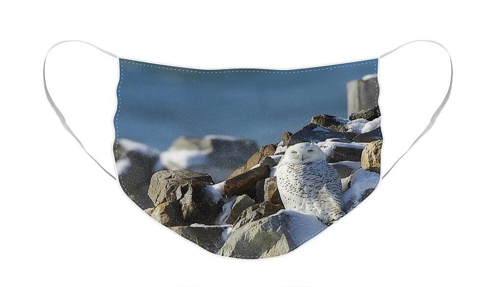 Snowy Owl Face Mask featuring the photograph Snowy Owl on a Rock Pile by John Vose