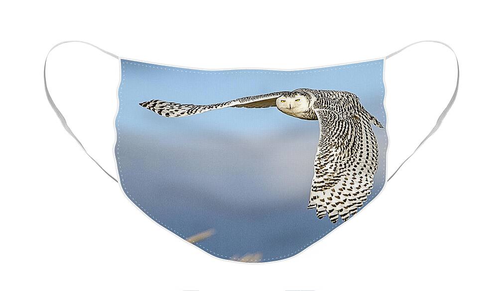 Snowy Owl Face Mask featuring the photograph Snowy Owl Over the Dunes by John Vose