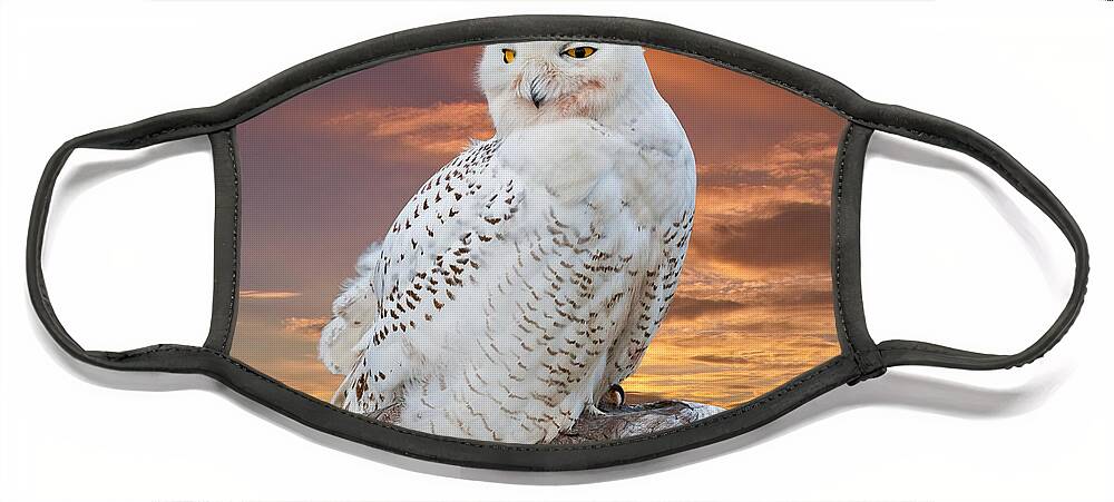 Animal Face Mask featuring the photograph Snowy Owl Perched at Sunset by Jeff Goulden