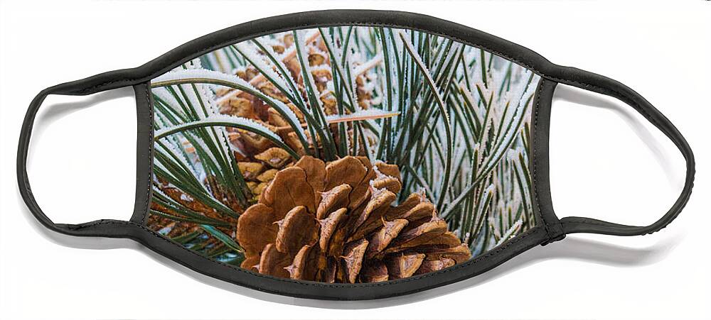 Christmas Face Mask featuring the photograph Snowy Pine Cones by Dawn Key