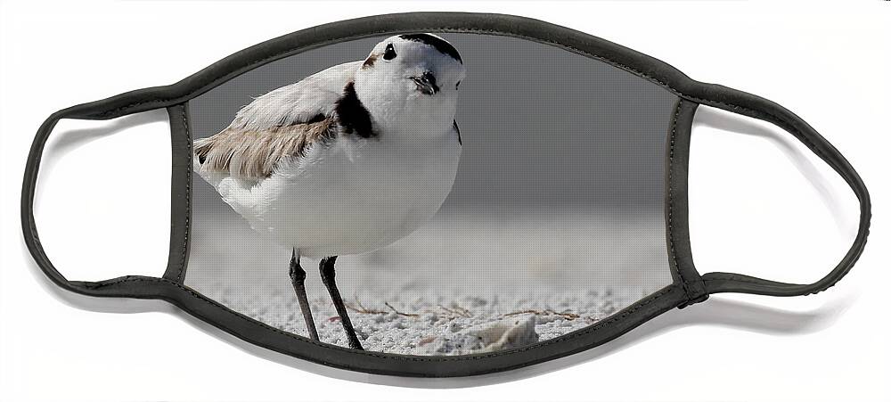 Snowy Plover Face Mask featuring the photograph Snowy Plover by Meg Rousher