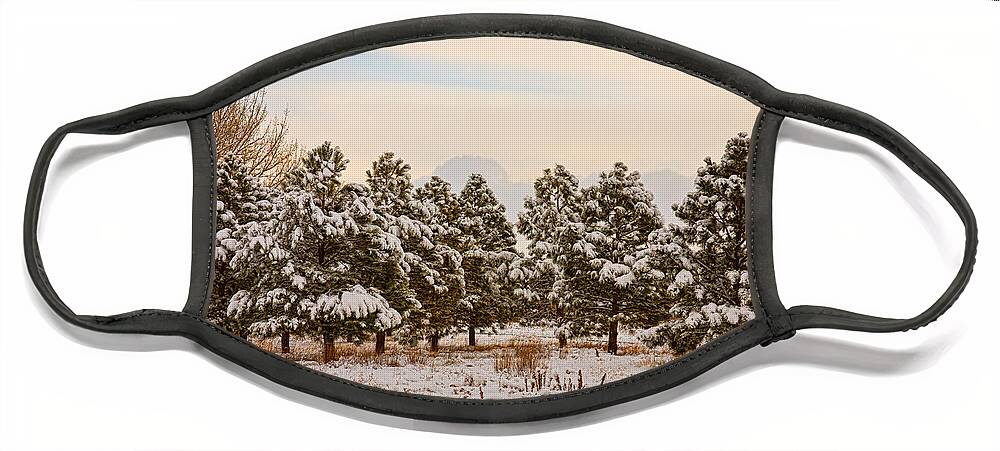 Snow Face Mask featuring the photograph Snowy Winter Pine Trees by James BO Insogna