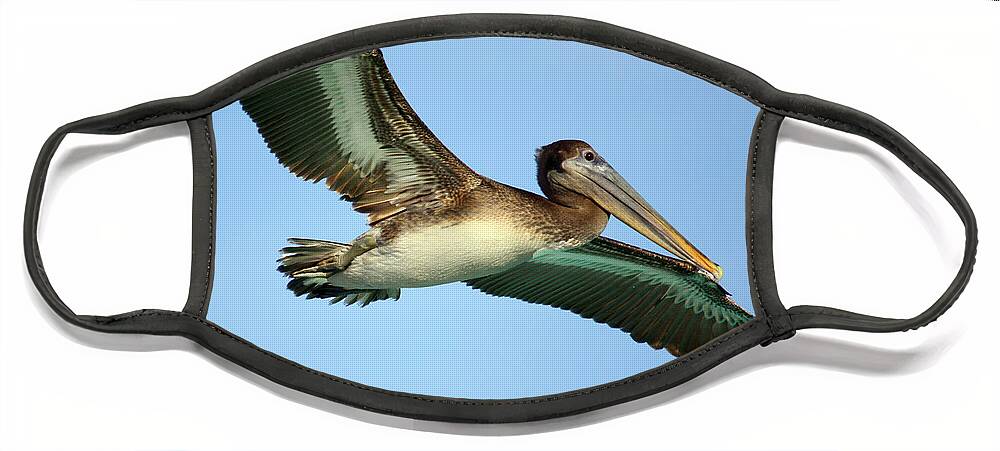 Pelican Face Mask featuring the photograph Soaring Pelican by Suzanne Stout