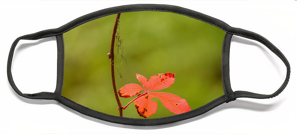 Nature Face Mask featuring the photograph Solitary Red Leaf by Robert Mitchell