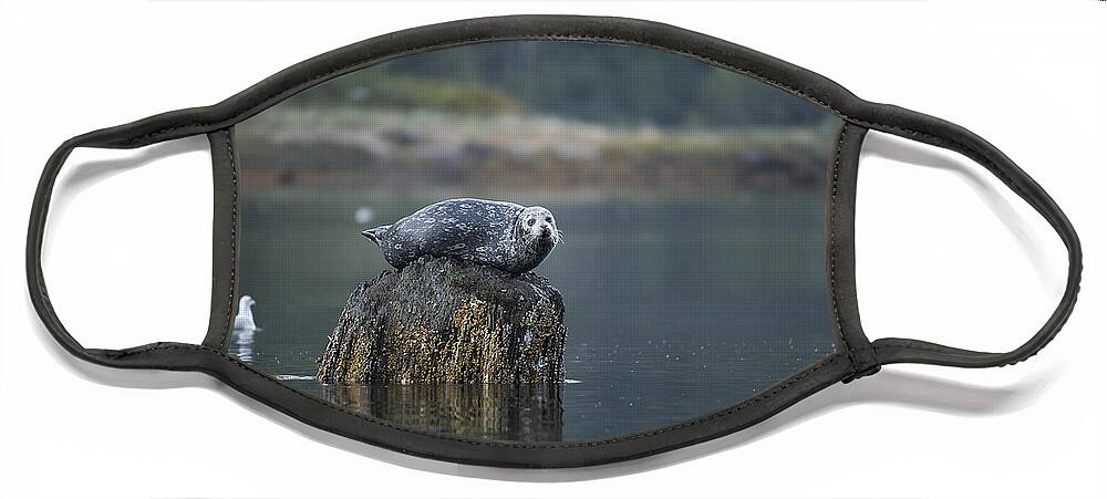 Seal Face Mask featuring the photograph Some Days Are Like This by Bill Cubitt