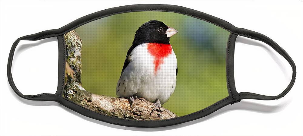 Rose Breasted Grosbeak Face Mask featuring the photograph Male Grosbeak by Christina Rollo