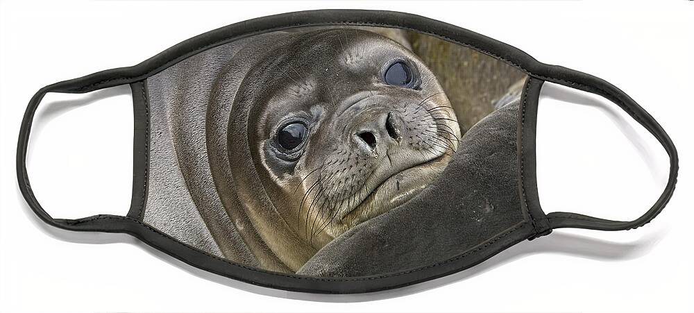 00345917 Face Mask featuring the photograph Southern Elephant Seal Pup by Yva Momatiuk and John Eastcott