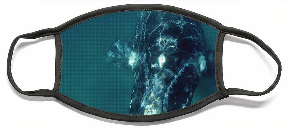 Feb0514 Face Mask featuring the photograph Southern Right Whale Peninsula Valdez by Flip Nicklin