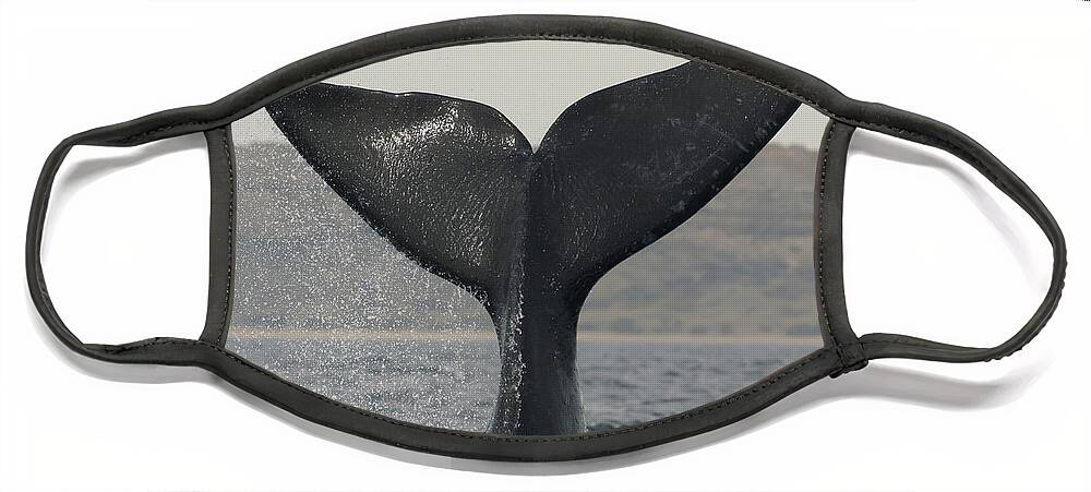 Feb0514 Face Mask featuring the photograph Southern Right Whale Tail Slap Argentina by Hiroya Minakuchi