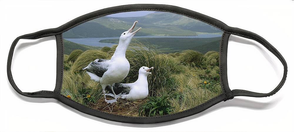 Feb0514 Face Mask featuring the photograph Southern Royal Albatrosses At Nest by Konrad Wothe