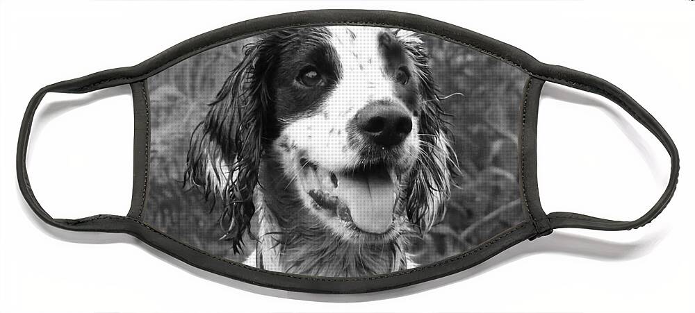 Dog Face Mask featuring the photograph Spaniel portrait in black and white by Tom Conway