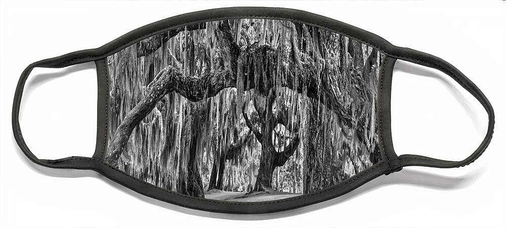 Clouds Face Mask featuring the photograph Spanish Moss in Black and White by Debra and Dave Vanderlaan