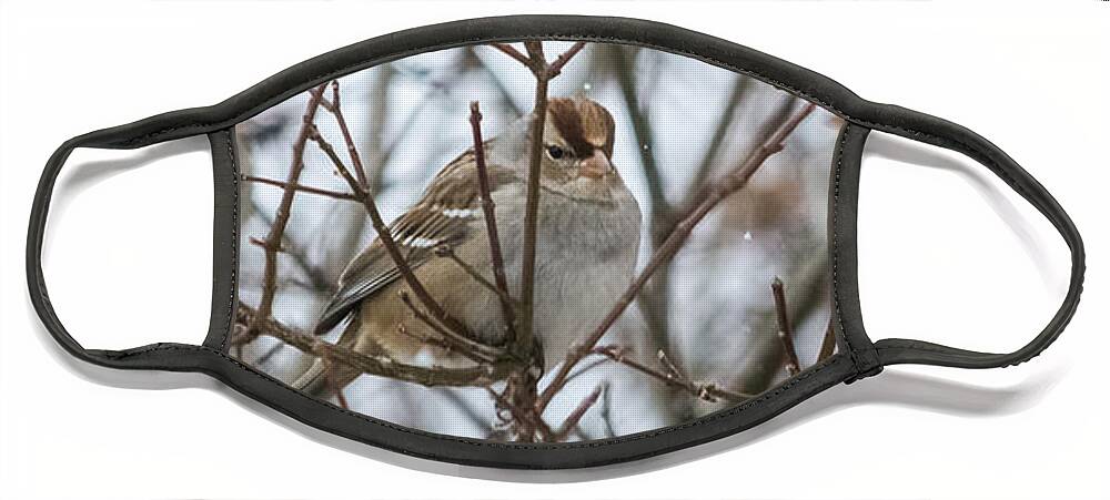 Sparrow Face Mask featuring the photograph Sparrows in the Winter by Holden The Moment