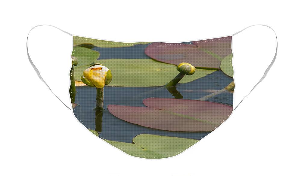 Spatterdock Face Mask featuring the photograph Spatterdock Heart by Paul Rebmann