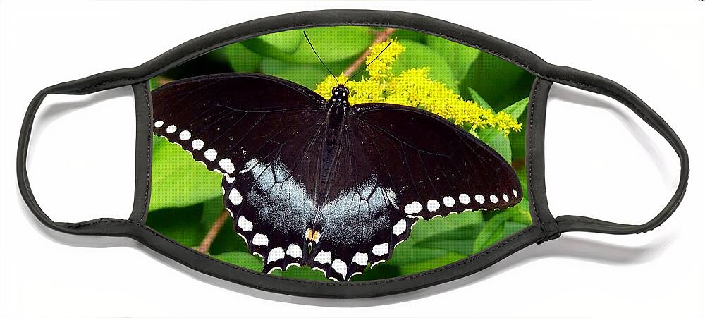 Butterflies Face Mask featuring the photograph Spicebush Butterfly by Christina Rollo