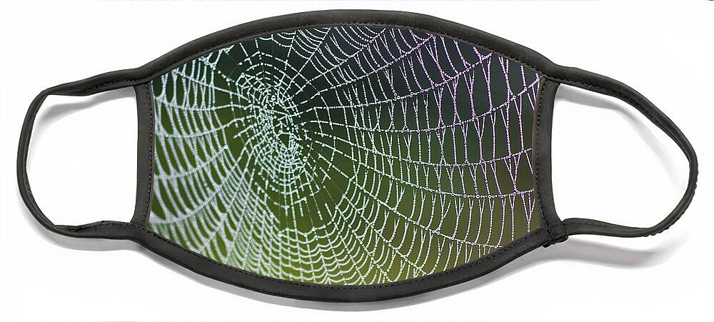 Spiderweb Face Mask featuring the photograph Spider Web by Heiko Koehrer-Wagner