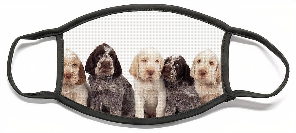 Dog Face Mask featuring the photograph Spinone Puppy Dogs by John Daniels