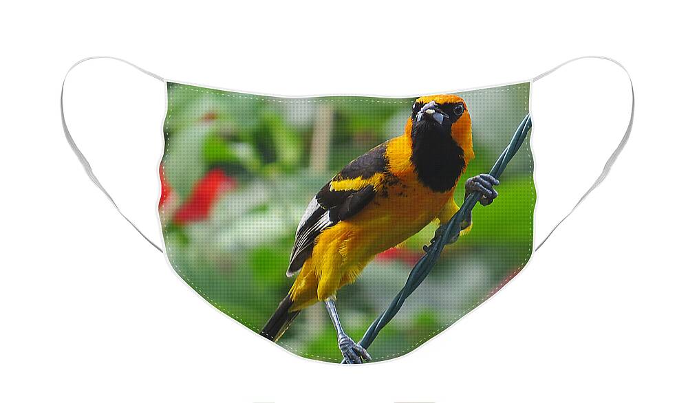 In Focus Face Mask featuring the photograph Spot Breasted Oriole by Dart Humeston