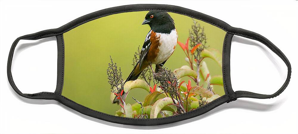 Spotted Towhee Face Mask featuring the photograph Spotted Towhee by Ram Vasudev