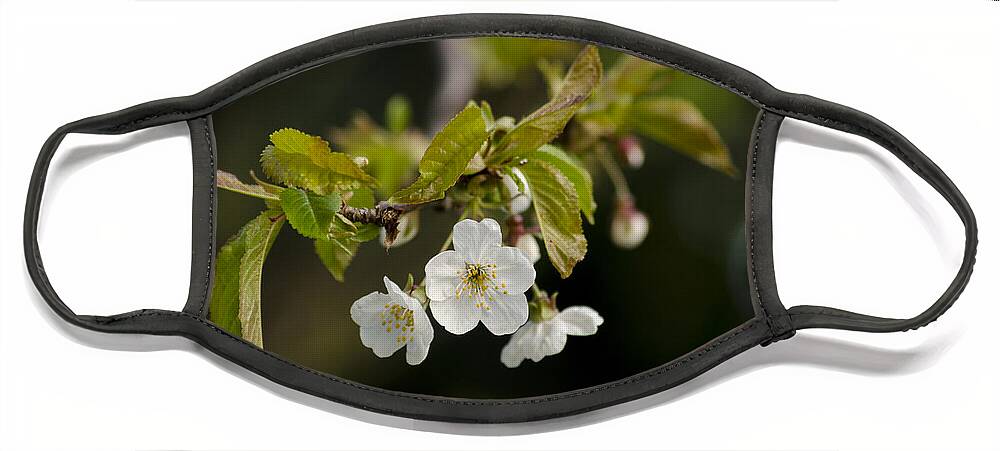 Branch Face Mask featuring the photograph Spring Blossom by Spikey Mouse Photography
