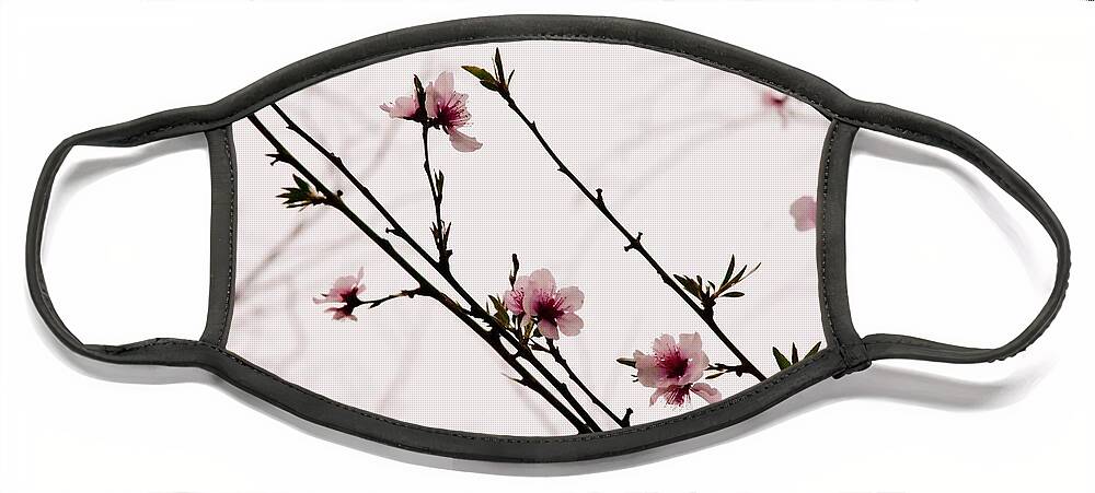 Flowers Face Mask featuring the photograph Spring Blossoms by Vanessa Thomas