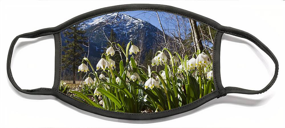 Feb0514 Face Mask featuring the photograph Spring Snowflake Flowers Bavaria by Konrad Wothe