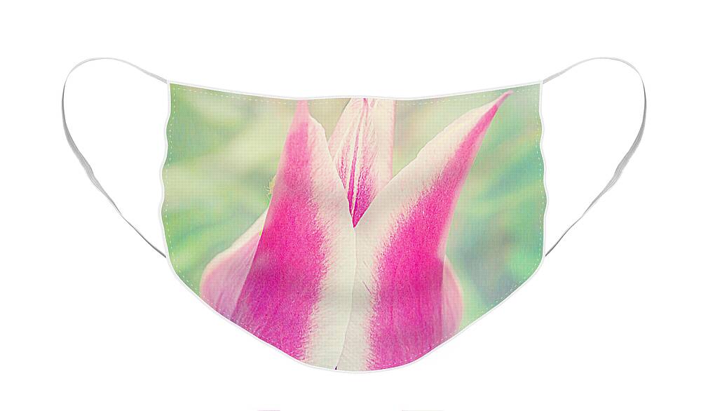 Macro Tulip Face Mask featuring the photograph Spring Spectacular by Peggy Franz