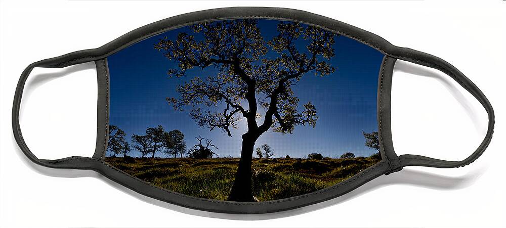 Tree Face Mask featuring the photograph Spring Tree by Robert Woodward