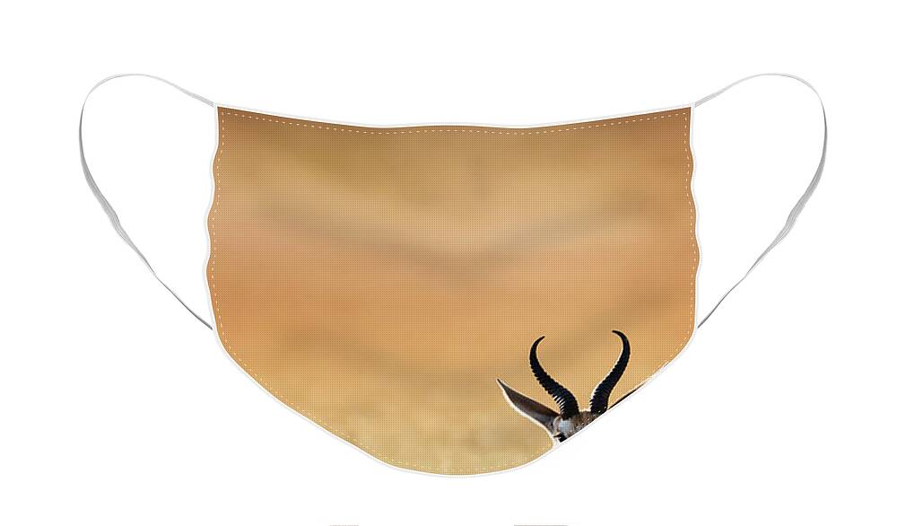 Springbok Face Mask featuring the photograph Springbok resting on green desert grass by Johan Swanepoel