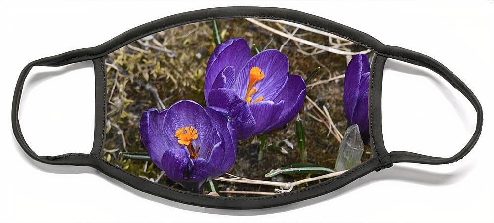 Purple Crocuses Face Mask featuring the photograph Purple Crocus Emerging by Stacie Siemsen